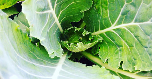 The Best Way to Wash and Cut Collard Greens