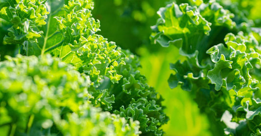 Sizzle Up Your Kale with This Garlic and Lemon Recipe